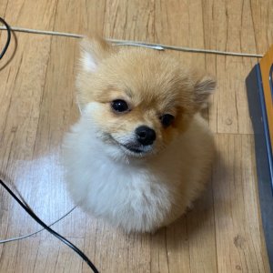 강아지분실실종 경기도 수원시 권선구
