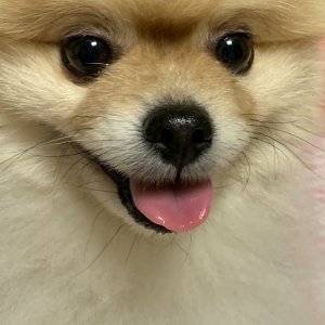 강아지분실실종 경기도 용인시 처인구