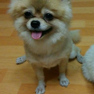 강아지분실실종 부산광역시 강서구