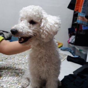 강아지분실실종 서울특별시 동대문구