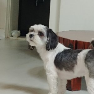 강아지분실실종 경기도 시흥시