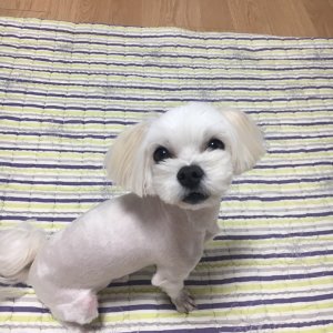 강아지분실실종 경기도 포천시