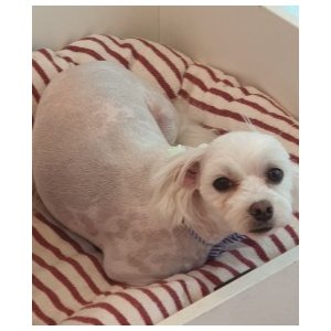 강아지분실실종 충청남도 아산시