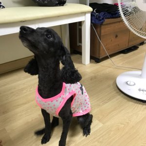 강아지분실실종 경기도 평택시