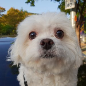 강아지분실실종 부산광역시 동래구
