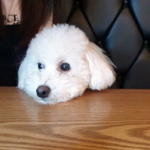 강아지분실실종 경기도 수원시 권선구