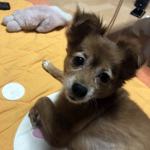 강아지분실실종 서울특별시 관악구