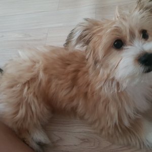 강아지분실실종 경상남도 양산시