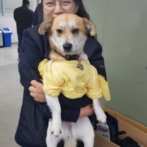 강아지분실실종 전라남도 여수시