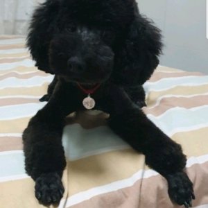 강아지분실실종 경기도 양평군