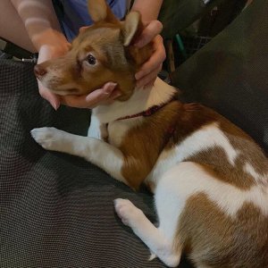 강아지분실실종 서울특별시 마포구