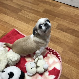 강아지분실실종 경기도 군포시