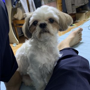 강아지분실실종 광주광역시 남구