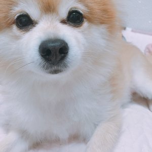 강아지분실실종 경기도 양평군