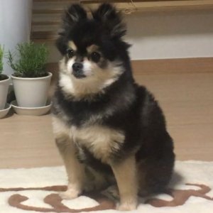 강아지분실실종 경기도 화성시