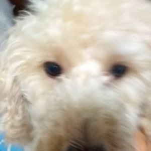 강아지분실실종 인천광역시 계양구