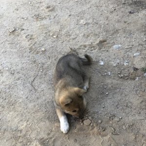 강아지분실실종 경기도 화성시