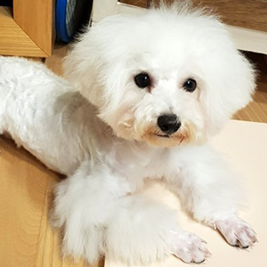 강아지분실실종 제주특별자치도 서귀포시
