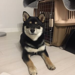 강아지분실실종 경상북도 칠곡군
