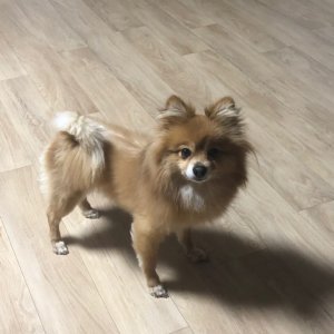 강아지분실실종 경기도 성남시 수정구