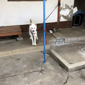 강아지분실실종 충청남도 서산시