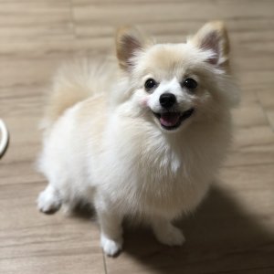 강아지분실실종 부산광역시 금정구