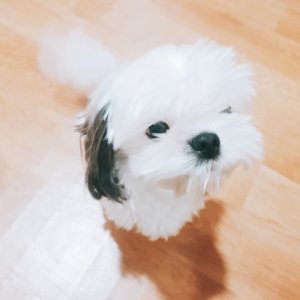 강아지분실실종 경상남도 창원시 진해구