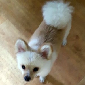 강아지분실실종 경상북도 성주군