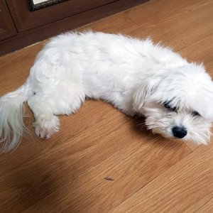 강아지분실실종 서울특별시 강서구
