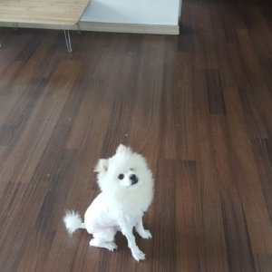 강아지분실실종 강원도 횡성군