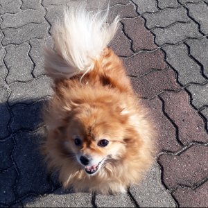 강아지분실실종 경기도 의정부시