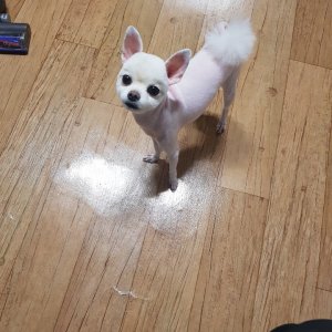 강아지분실실종 서울특별시 중구