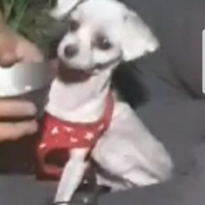 강아지분실실종 경기도 동두천시