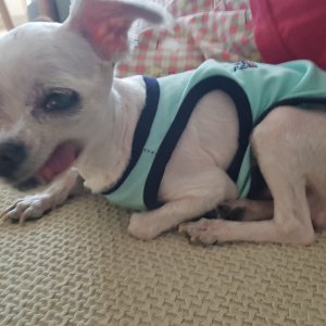강아지분실실종 인천광역시 부평구