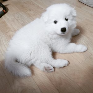 강아지분실실종 서울특별시 동작구