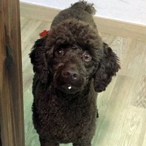 강아지분실실종 충청남도 부여군