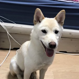 강아지분실실종 부산광역시 부산진구