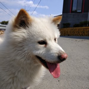 강아지분실실종 경상북도 칠곡군