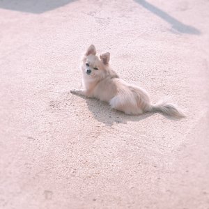 강아지분실실종 전라북도 부안군