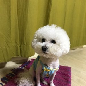 강아지분실실종 강원도 홍천군