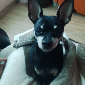 강아지분실실종 경기도 부천시 소사구