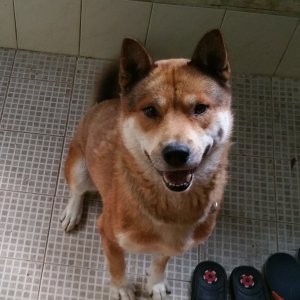 강아지분실실종 부산광역시 부산진구