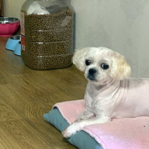 강아지분실실종 강원도 속초시