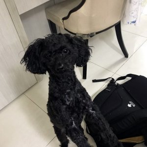 강아지분실실종 경상북도 경주시