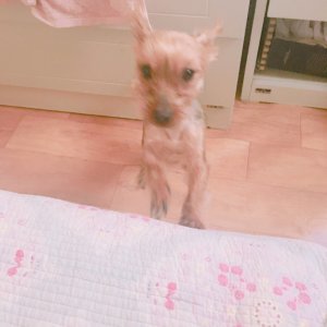 강아지분실실종 경기도 성남시 중원구