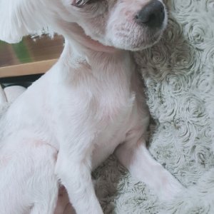 강아지분실실종 경기도 성남시 분당구