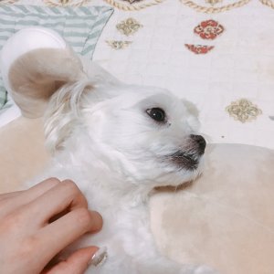 강아지분실실종 부산광역시 수영구