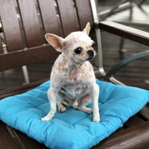 강아지분실실종 경기도 김포시