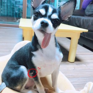 강아지분실실종 인천광역시 연수구