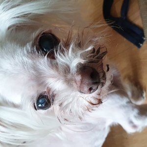 강아지분실실종 인천광역시 남동구